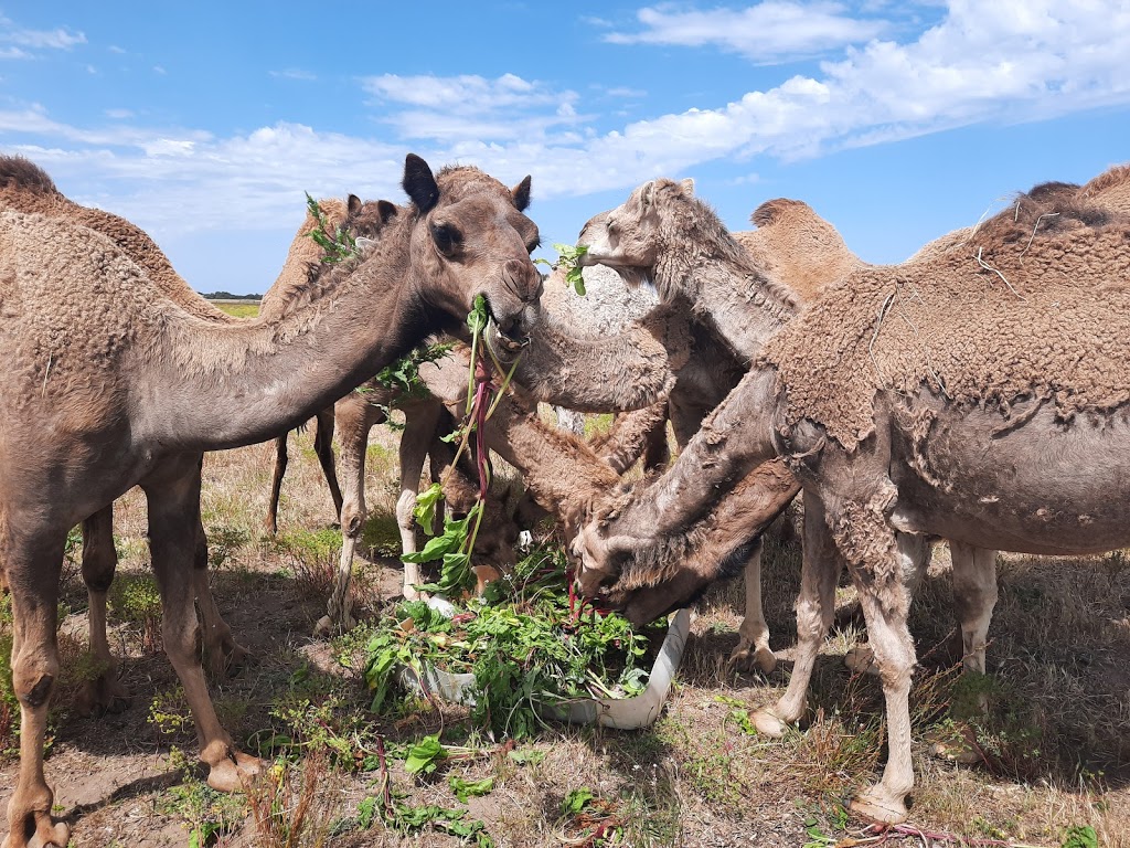 Robe Camel Farm - Humpalicious Camel Milk | 46 Roys La, Mount Benson SA 5275, Australia | Phone: 0423 893 541