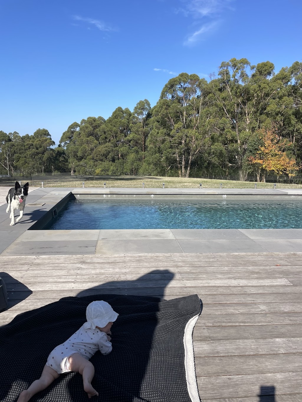 Runnymede Farm | 1700 Deans Marsh-Lorne Rd, Lorne VIC 3232, Australia | Phone: 0407 276 477