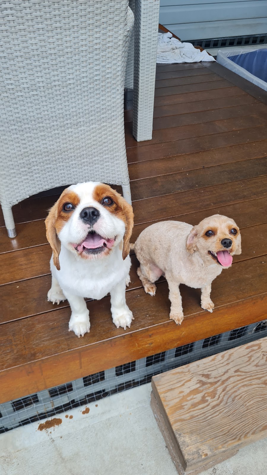 Pooch and Pup Mobile Dog Grooming | 161 Kilaben Rd, Kilaben Bay NSW 2283, Australia | Phone: 0412 763 579