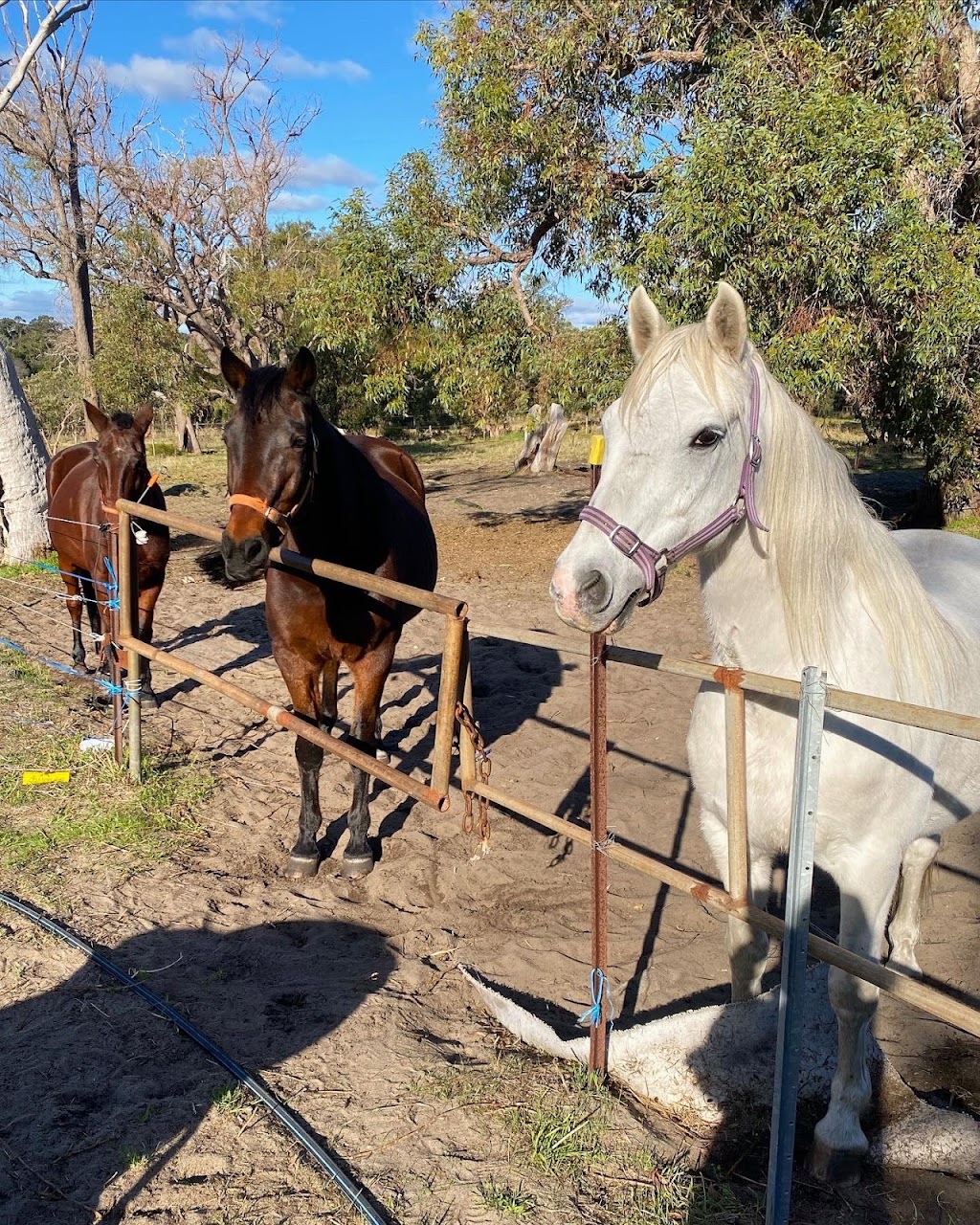 Happy Hooves Wanneroo | 643 Gnangara Rd, Lexia WA 6079, Australia | Phone: 0424 349 214