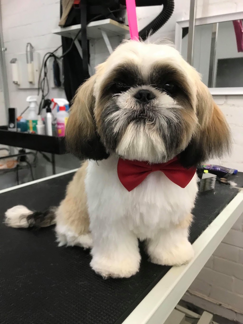 Camden bark dog spa | 14 Mitchell St, Camden NSW 2570, Australia | Phone: (02) 4602 6020