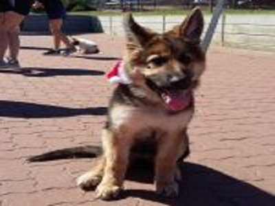 Dog Training Adelaide | 7 Rothwell Ave, Ingle Farm SA 5098, Australia | Phone: 0475 440 783