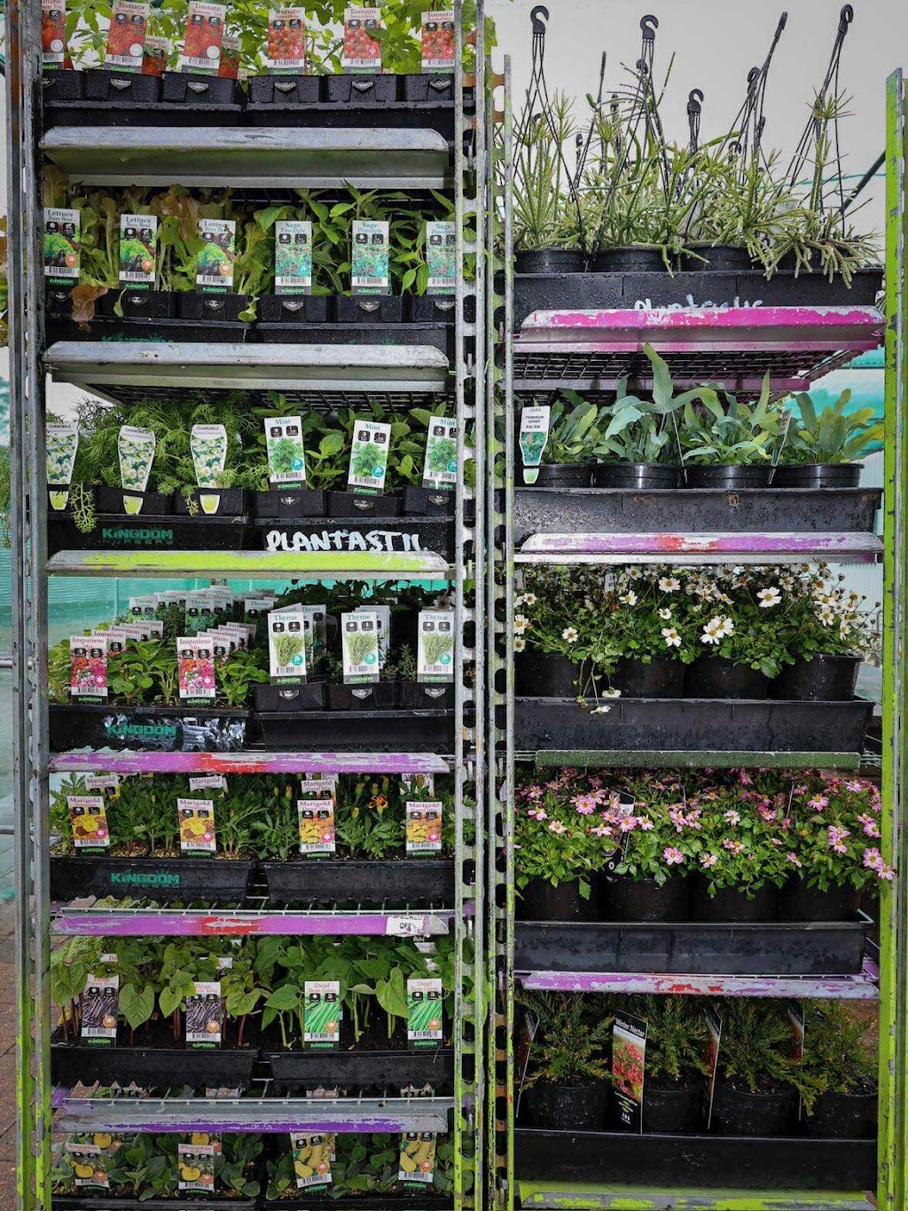 Plantastic Nursery | 522 Wingham Rd, Taree NSW 2430, Australia | Phone: (02) 6552 2308