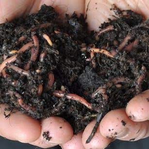 Auscan Worm Farms | park | 22 Cambridge Ave, Andergrove QLD 4740, Australia | 0456358139 OR +61 456 358 139