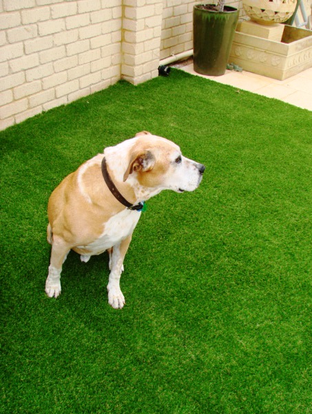 West Coast Synthetic Grass | Greenshank Dr, Joondalup WA 6027, Australia | Phone: 0404 933 102