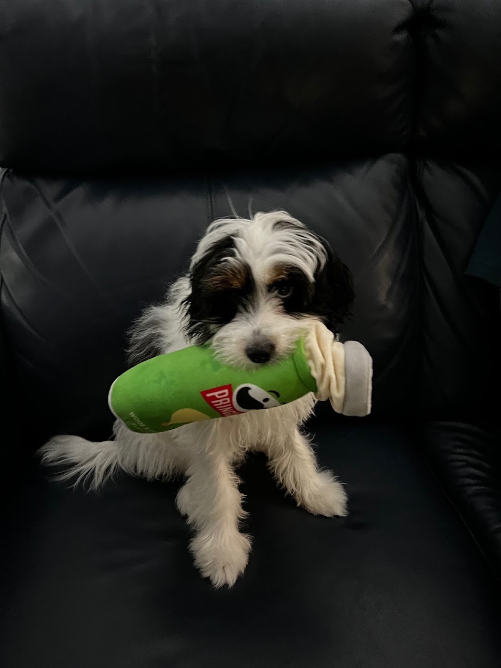 Rovers Run Puppies | 114-116 Smiths Ln, Pearcedale VIC 3912, Australia | Phone: 0493 135 429