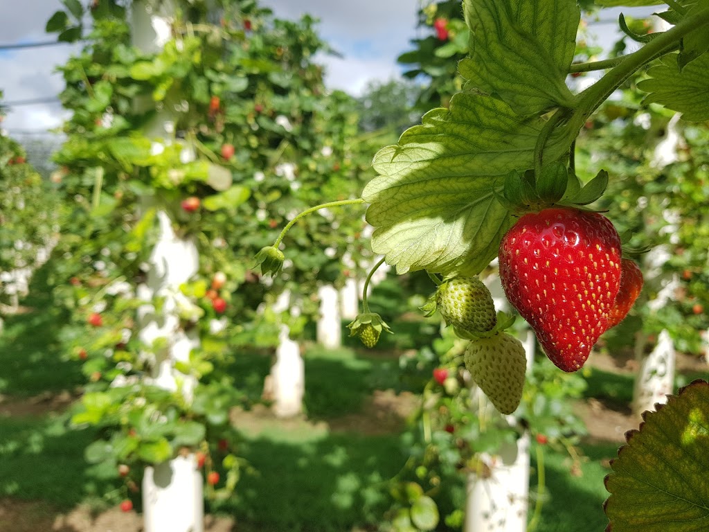 The Strawberry Forest | tourist attraction | 276 The Ave Of Honour, Bacchus Marsh VIC 3340, Australia | 0353670606 OR +61 3 5367 0606