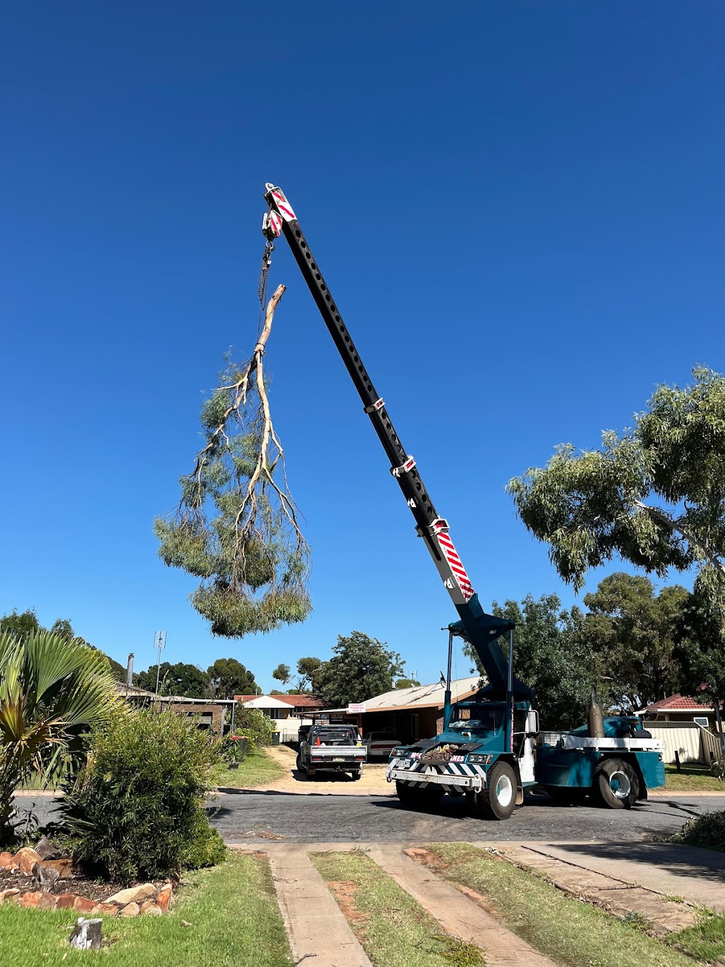 Riverina Tree Services | 17 Red Gum Dr, Leeton NSW 2705, Australia | Phone: 0427 536 709