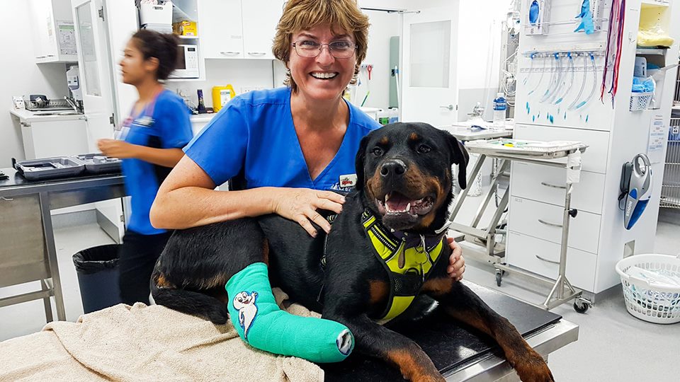 Greater Springfield Veterinary - Augustine Heights Hospital | veterinary care | 1/21 Technology Dr, Augustine Heights QLD 4300, Australia | 0732881574 OR +61 7 3288 1574