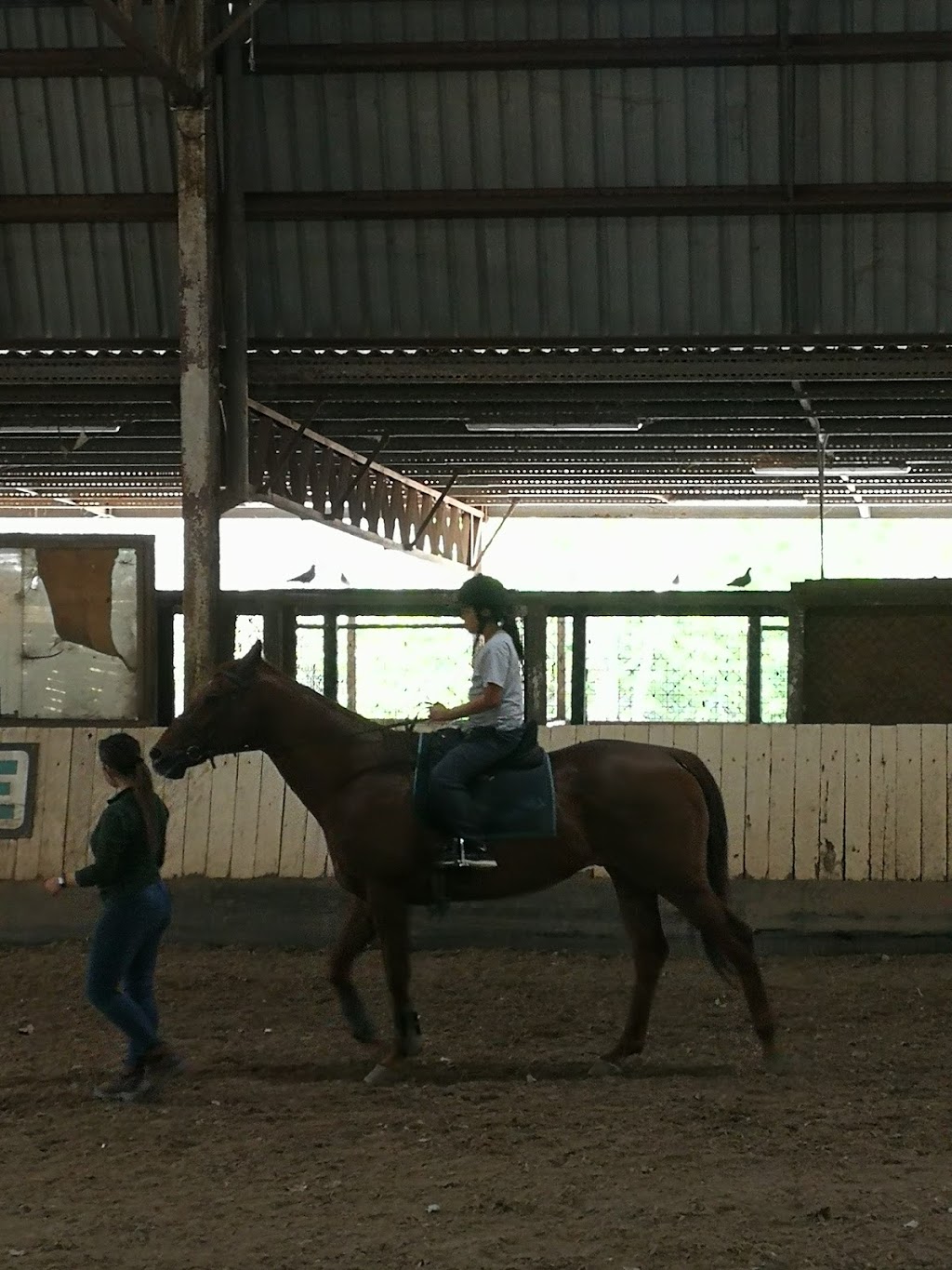 Dalson Park Indoor Equestrian Centre | 63 Nujooloo Rd, Slacks Creek QLD 4127, Australia | Phone: 0448 034 514