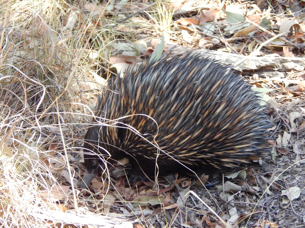 Oxley Wild Rivers National Park | Walcha NSW 2354, Australia | Phone: (02) 6777 4700