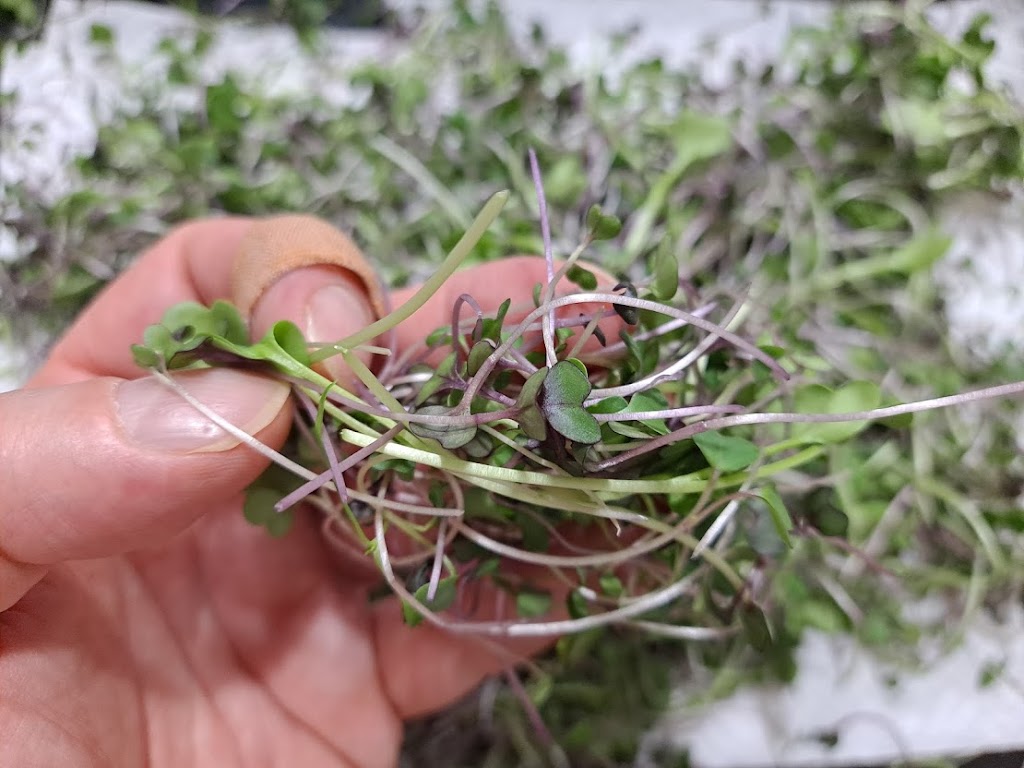 Renourish Microgreens & Sprouts | 99 Aquatic Dr, Cranbourne West VIC 3977, Australia | Phone: 0490 393 533