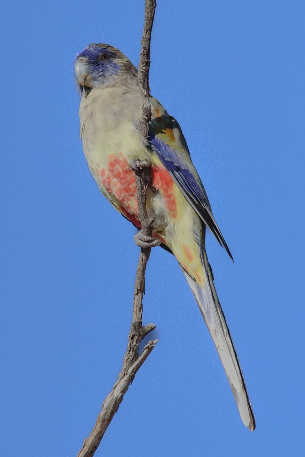 Birds Eye View Publicity & Portraiture | Shermans Way, Lightning Ridge NSW 2834, Australia | Phone: 0416 759 010