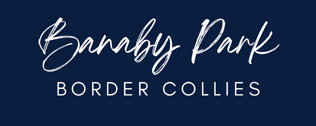 Banaby Park Border Collies | 1329 Bannaby Rd, Bannaby NSW 2580, Australia | Phone: 0418 138 641