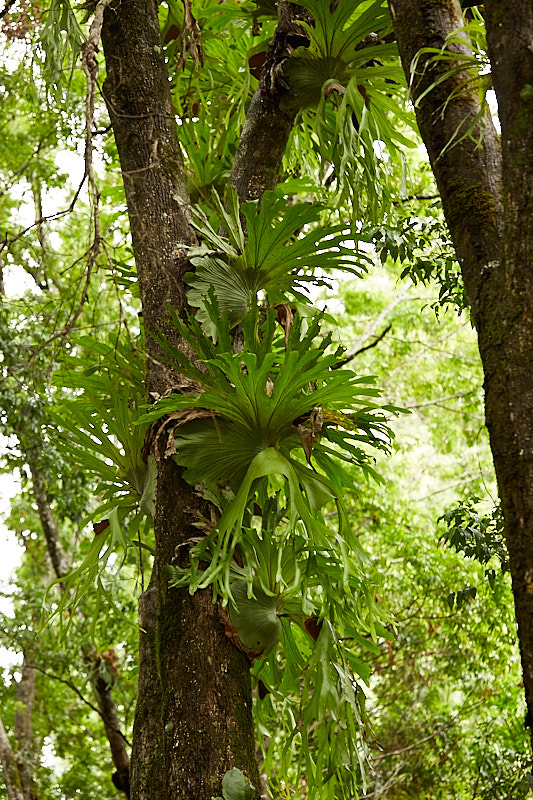 Rainforest and Country Elopements | 282 Dungay Creek Rd, Dungay NSW 2484, Australia | Phone: 0408 402 737