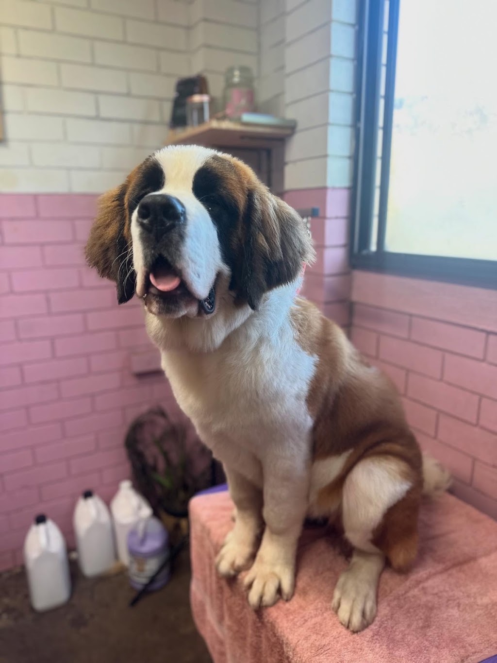 Groovy Grooms Kyogle | 30 Pratt St, Geneva NSW 2474, Australia | Phone: 0438 409 706