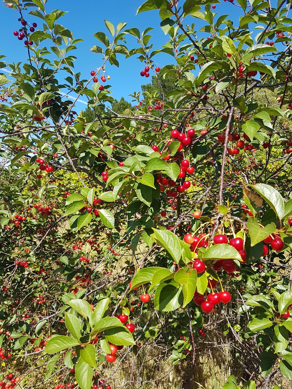 Forest Range Cherries |  | 76 Plummers Rd, Forest Range SA 5139, Australia | 0883898500 OR +61 8 8389 8500