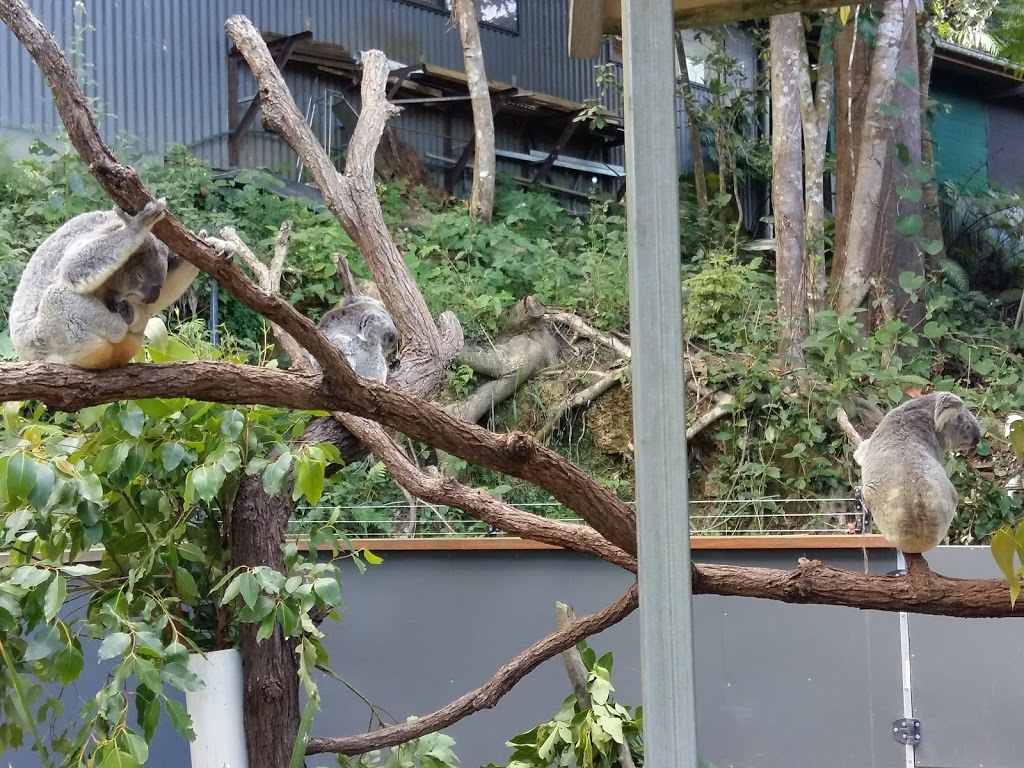 Kuranda Koala Gardens | zoo | 2-4 Rob Veivers Dr, Kuranda QLD 4881, Australia | 0740939953 OR +61 7 4093 9953
