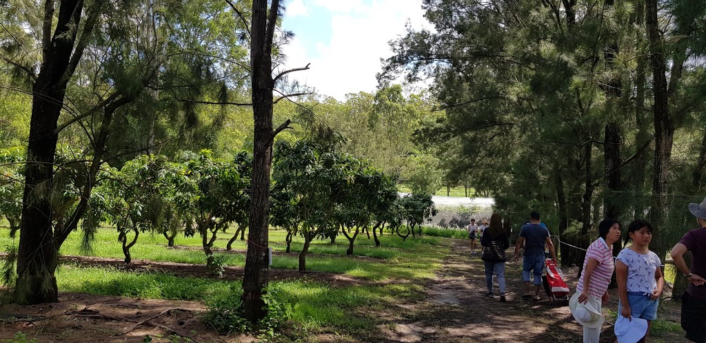 The Longan Farm | 359 Raynbird Rd, Narangba QLD 4504, Australia | Phone: 0478 745 338