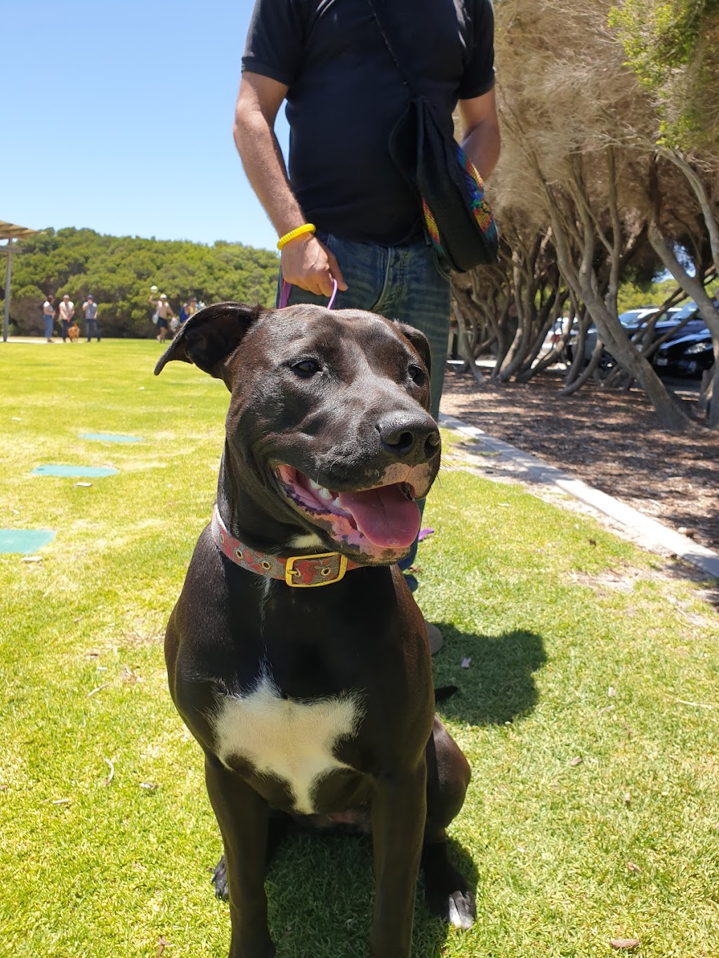 Alex Tippett Dog Training | Julimar Rd, West Toodyay WA 6566, Australia | Phone: (08) 9574 2121