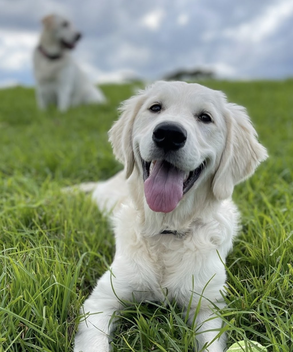 Fairway Creek Retrievers | 61 Narone Creek Rd, Wollombi NSW 2325, Australia | Phone: 0412 411 263
