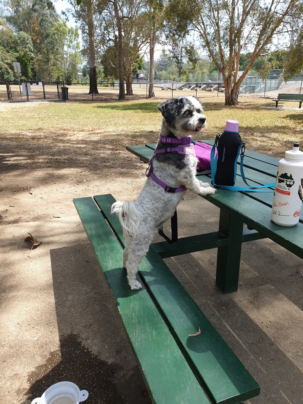 Ferny Grove Dog Park | park | 1212 Samford Rd, Ferny Grove QLD 4055, Australia