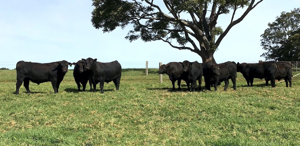 Tandara Angus Stud | 31 Paddys Plains Rd, North Dorrigo NSW 2453, Australia | Phone: (02) 6657 5275