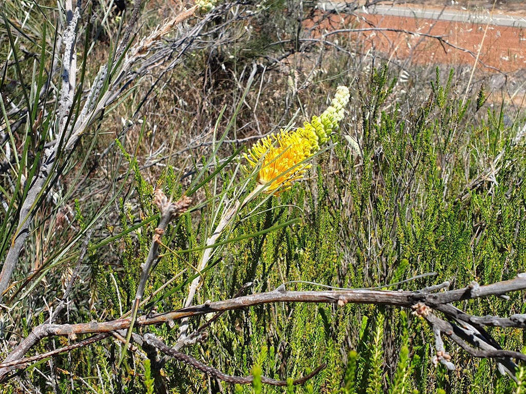 Wongan Hills Visitors Centre | 1 Wongan Rd, Wongan Hills WA 6603, Australia | Phone: (08) 9671 1973