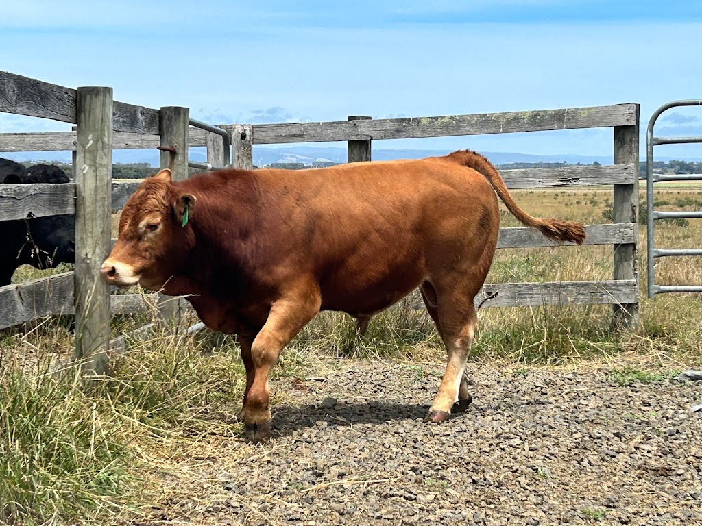 Otway Felix Limousin Stud | 165 Whytcross Ln, Birregurra VIC 3242, Australia | Phone: 0438 289 119