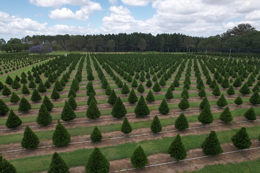 Sunshine Coast Christmas Tree Farm | 63 Endeavour Rd, Beerburrum QLD 4517, Australia | Phone: 0409 059 180