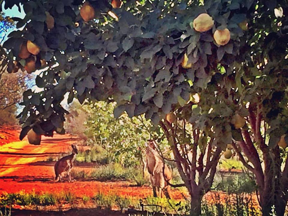 Hewards figs and orchard |  | 70 Eastern Rd, Monash SA 5342, Australia | 0885835375 OR +61 8 8583 5375