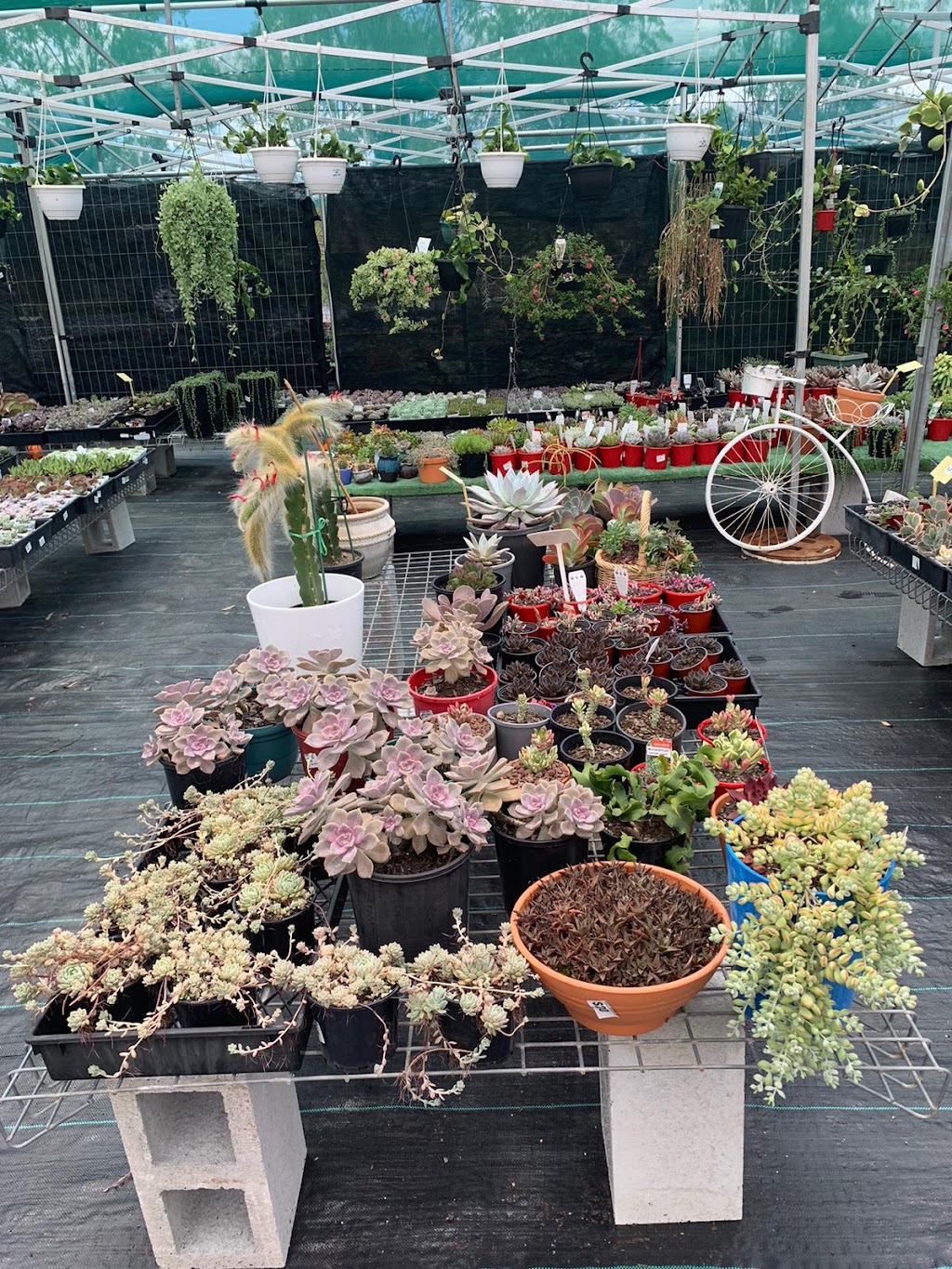 Ozzy Nursery | 173 New Beith Rd, Greenbank QLD 4124, Australia | Phone: 0411 862 014