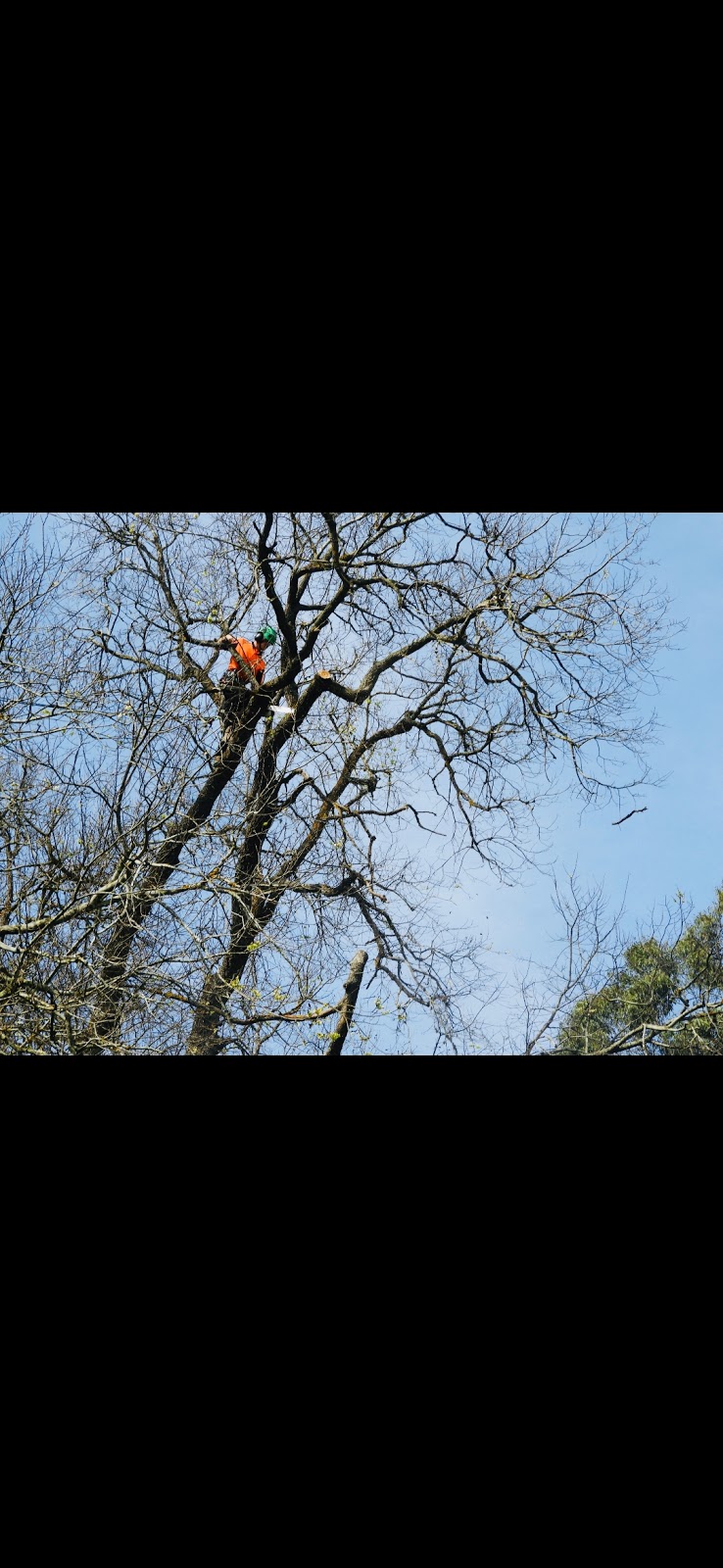 Bass Coast Tree Care | 143-153 Shetland Heights Rd, San Remo VIC 3925, Australia | Phone: 0434 872 394