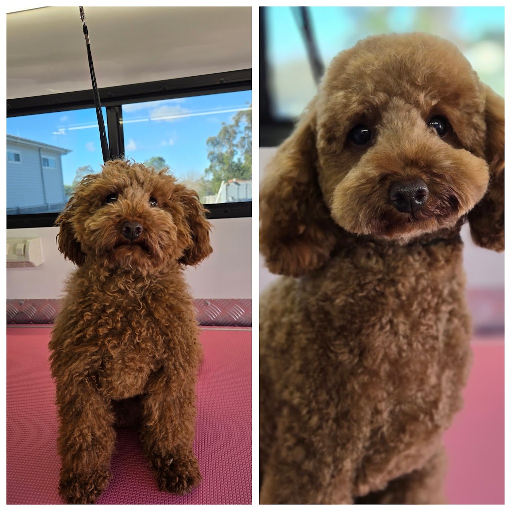 Mountain Pawz | Behind The Antique Shop, 80 Great Western Hwy, Woodford NSW 2778, Australia | Phone: 0415 433 676