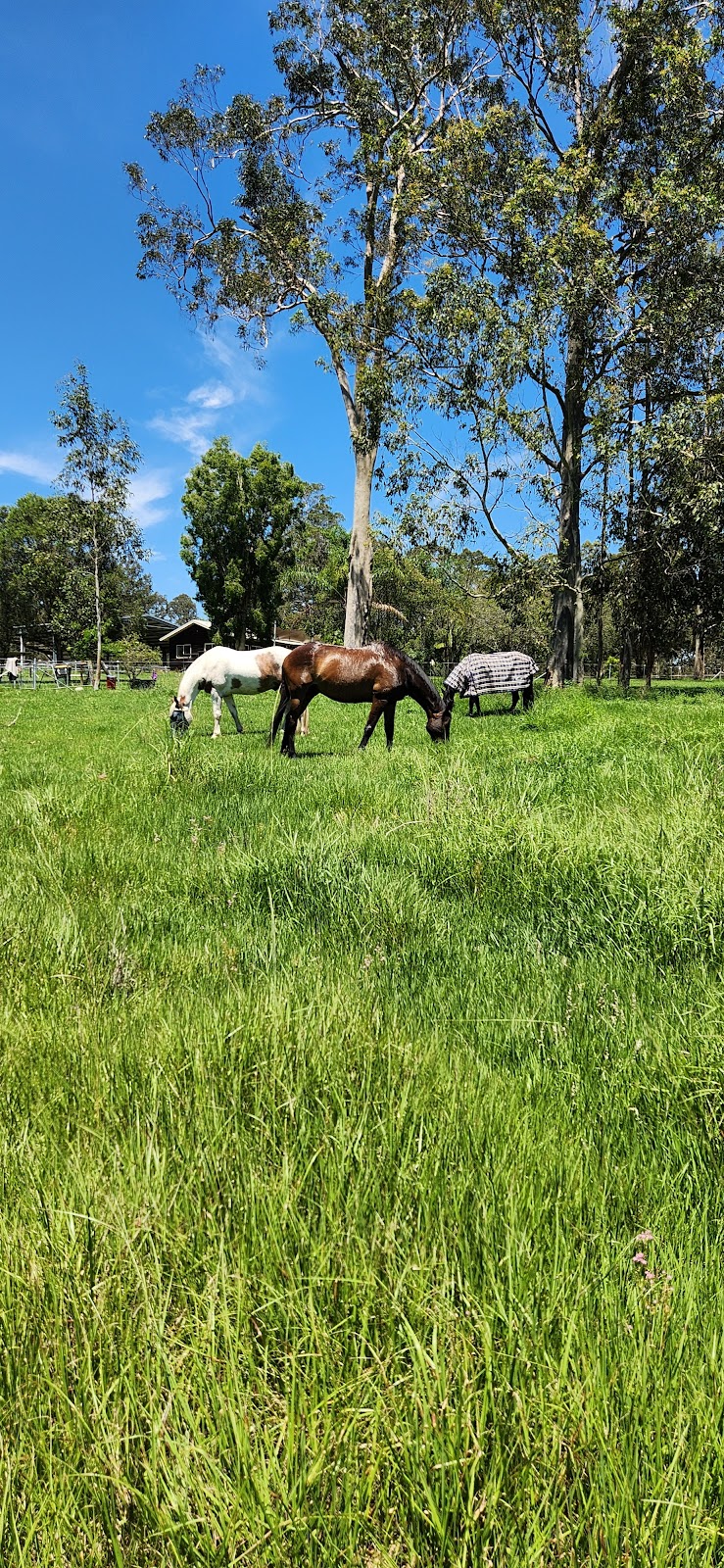 Valenor Equestrian | 231 Ramornie Station Rd, Ramornie NSW 2460, Australia | Phone: 0478 181 789