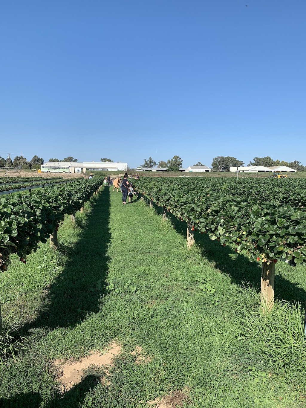 Bidgee Strawberries And Cream | Billagha St, Wagga Wagga NSW 2650, Australia | Phone: 0428 968 909