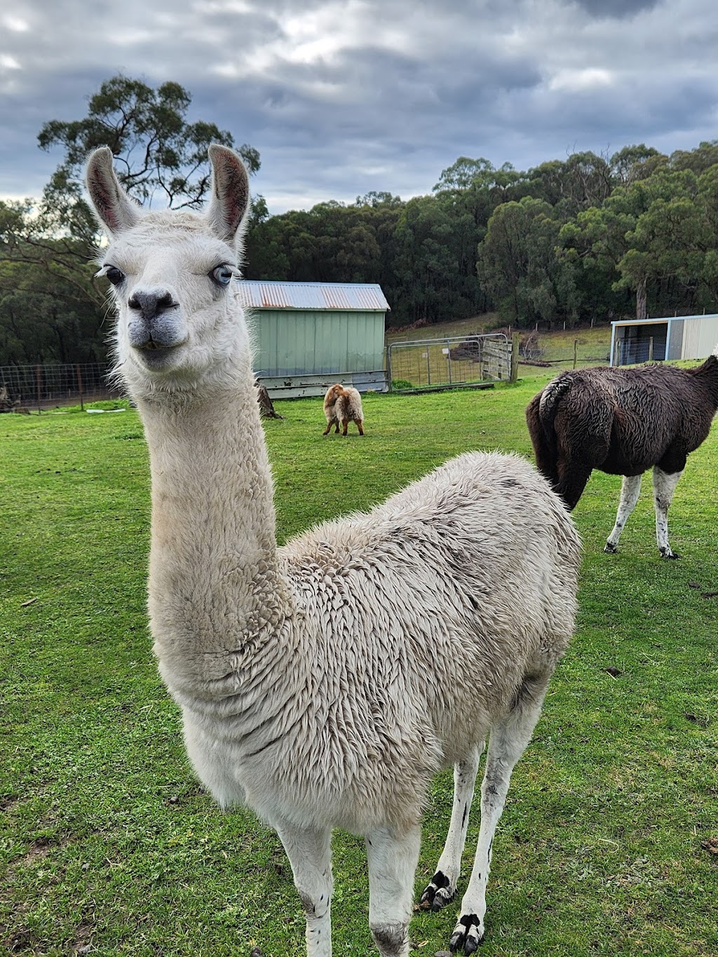 Valley Views BNB | 205 Owens Rd, Woori Yallock VIC 3139, Australia | Phone: 0411 271 418