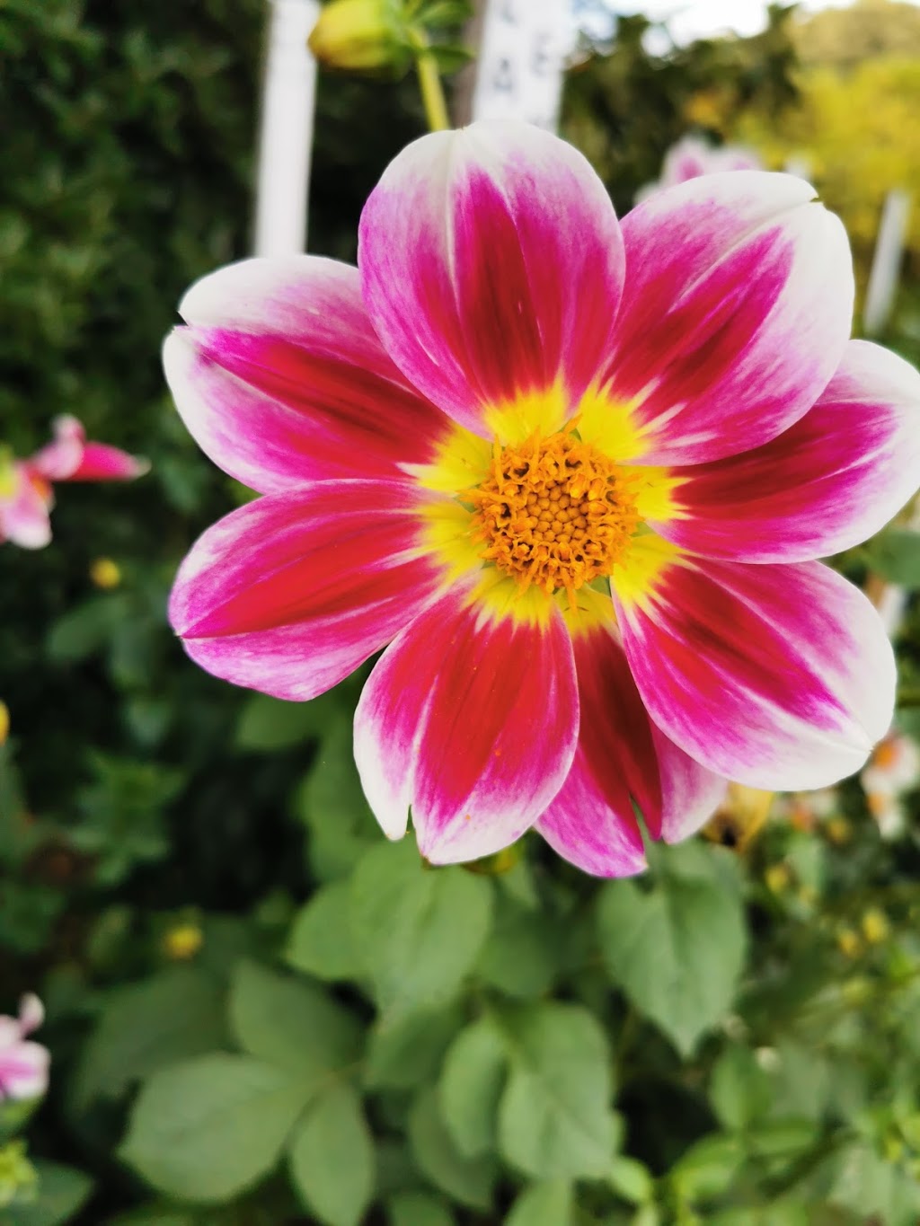 Country Dahlias | 195 Mathisons Rd, Winchelsea VIC 3241, Australia | Phone: (03) 5267 2389