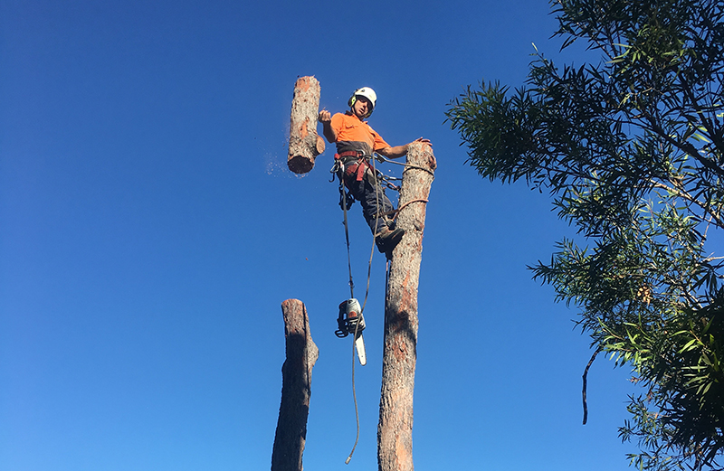 Branch Management Total Tree Services - Newcastle Tree Removal | 121 Dudley Rd, Charlestown NSW 2290, Australia | Phone: 0419 289 223