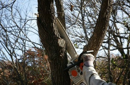 Capalaba Tree Removal | 2929 Old Cleveland Rd, Capalaba QLD 4157, Australia | Phone: (07) 3667 8070