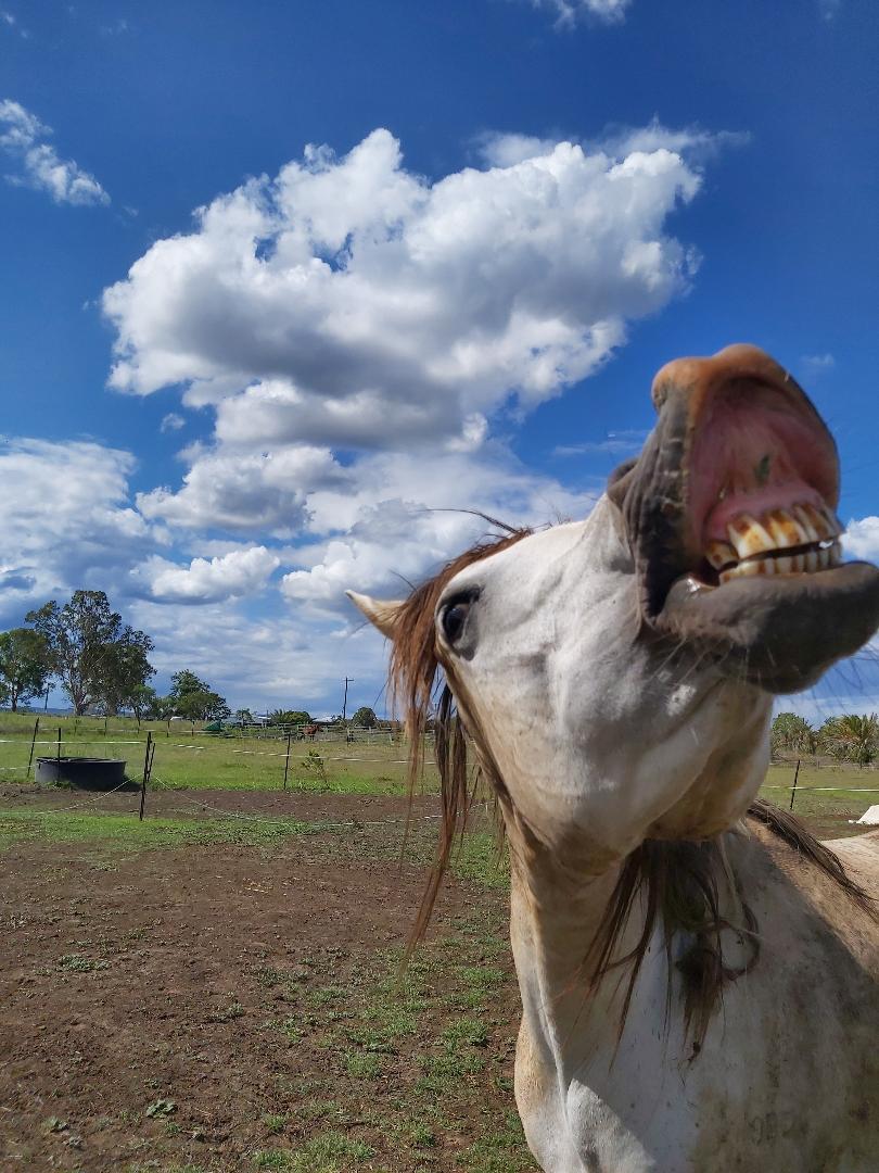 Affinity Horsemanship and Riding Centre |  | 19-33 Schimkes Ln, Clarendon QLD 4311, Australia | 0455446921 OR +61 455 446 921