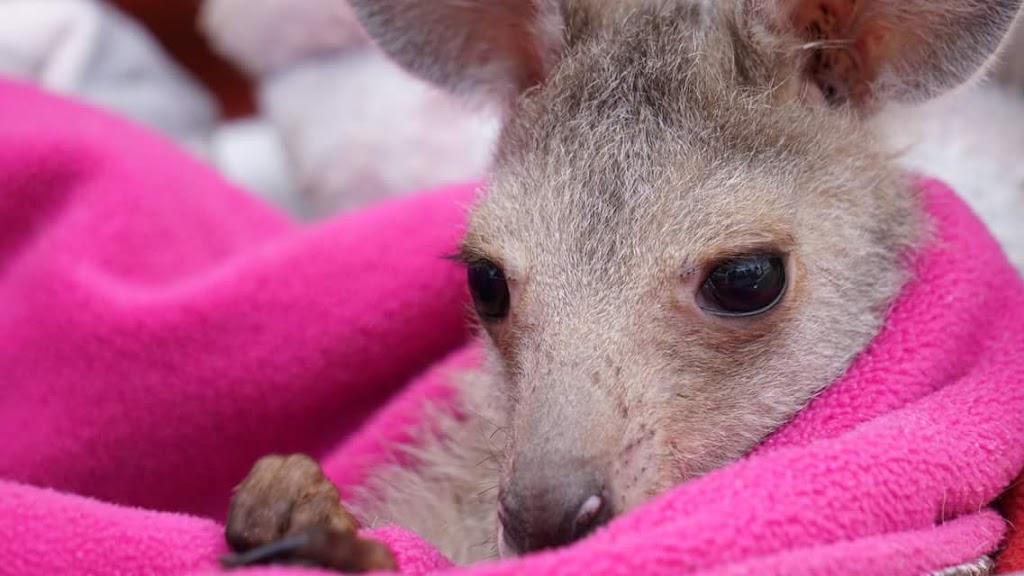Koala Shelter | 540 Archies Track, Waterholes VIC 3875, Australia | Phone: 0447 470 905