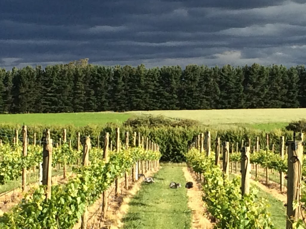 Valleyfield Vineyard | 873 Illawarra Rd, Longford TAS 7301, Australia | Phone: 0417 423 889