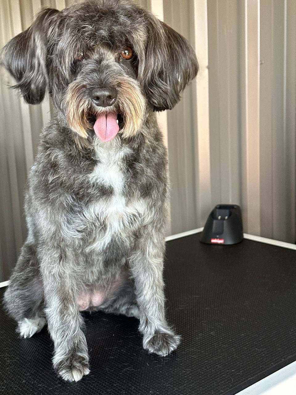 Emberlane Dog Grooming | 8 Elizabeth Dr, Griffith NSW 2680, Australia | Phone: 0491 701 326