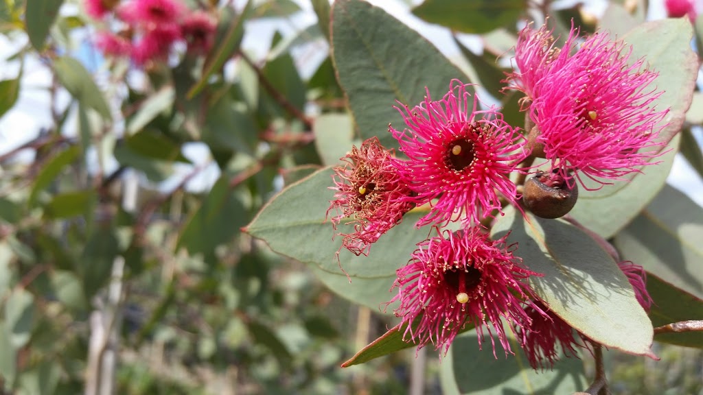 Mt William Advanced Tree Nursery | 539 W Goldie Rd, Lancefield VIC 3435, Australia | Phone: (03) 5429 1517