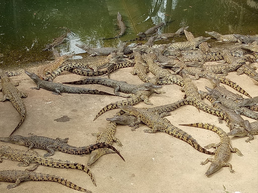 Crocodylus Park | zoo | 815 McMillans Rd, Berrimah NT 0828, Australia | 0889224500 OR +61 8 8922 4500