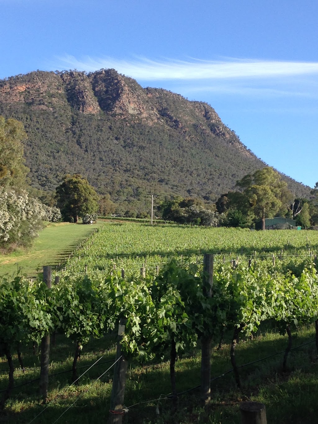 Mount Cathedral Vineyards |  | 125 Knafl Rd, Taggerty VIC 3714, Australia | 0438090188 OR +61 438 090 188