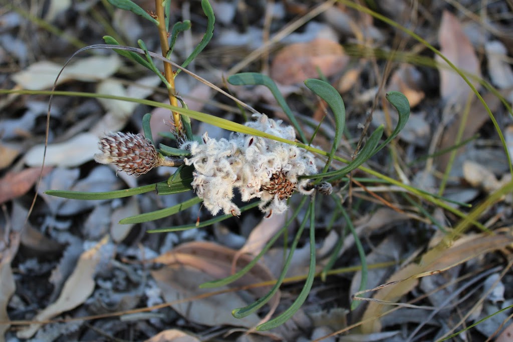 Don Shepherd Nature Reserve Trail | 19 Karnup Rd, Baldivis WA 6171, Australia | Phone: (08) 9528 0333