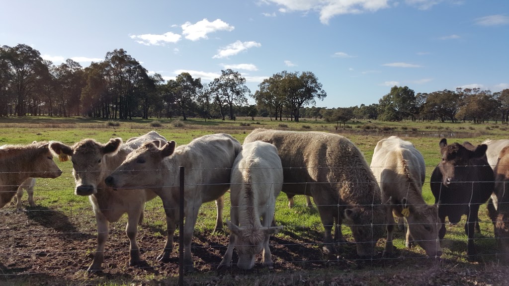 Ibis Park Farmstay | 348 Mills Rd, West Pinjarra WA 6208, Australia | Phone: 0417 952 269