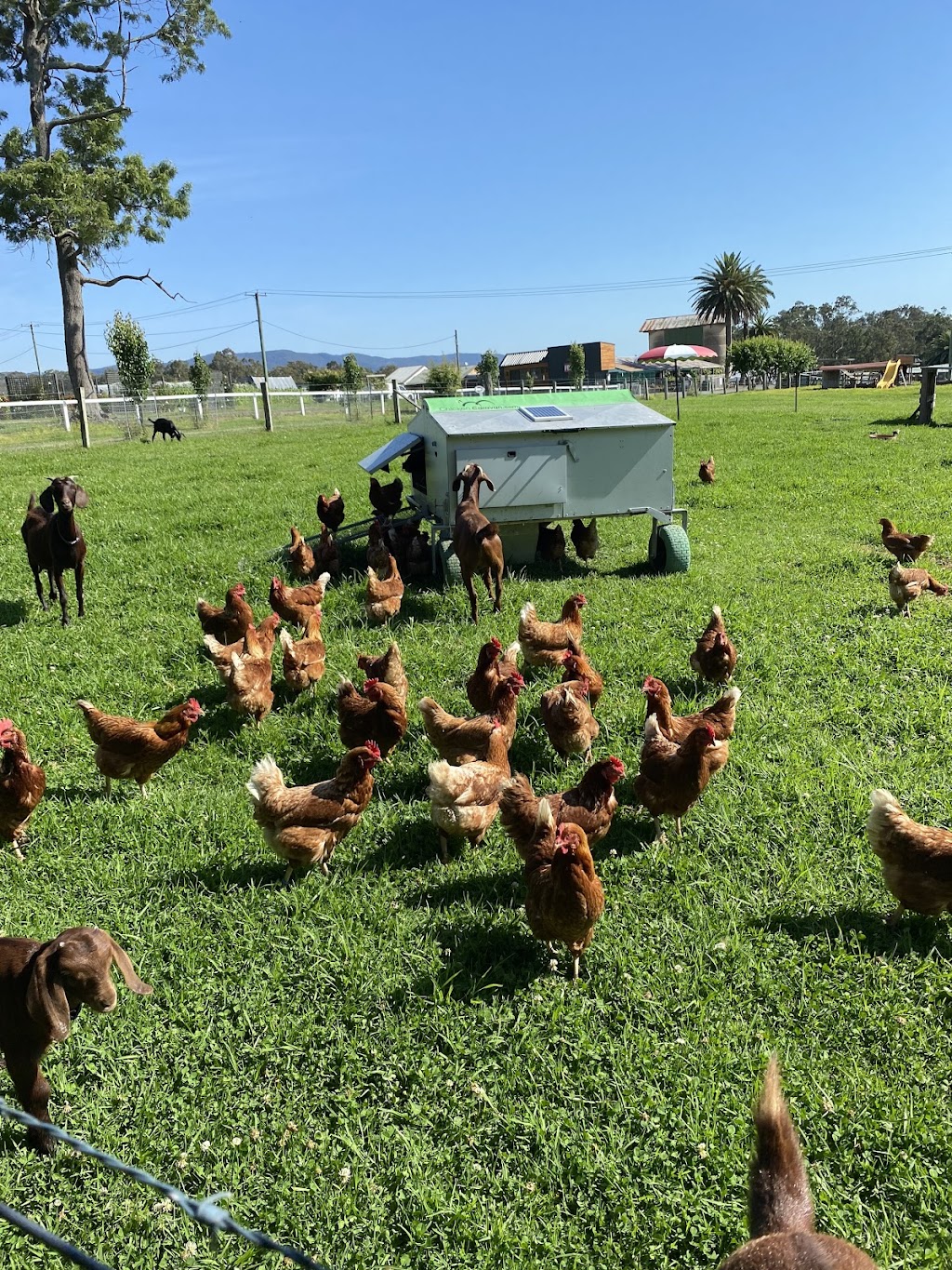 The Old Dairy | University Dr, Cooranbong NSW 2265, Australia | Phone: 0409 538 765